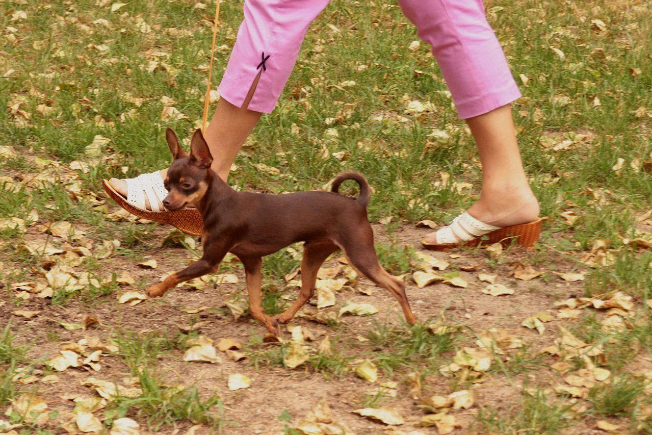 Как воспитывать собаку породы той терьер — сайт эксперта по животным — howmeow