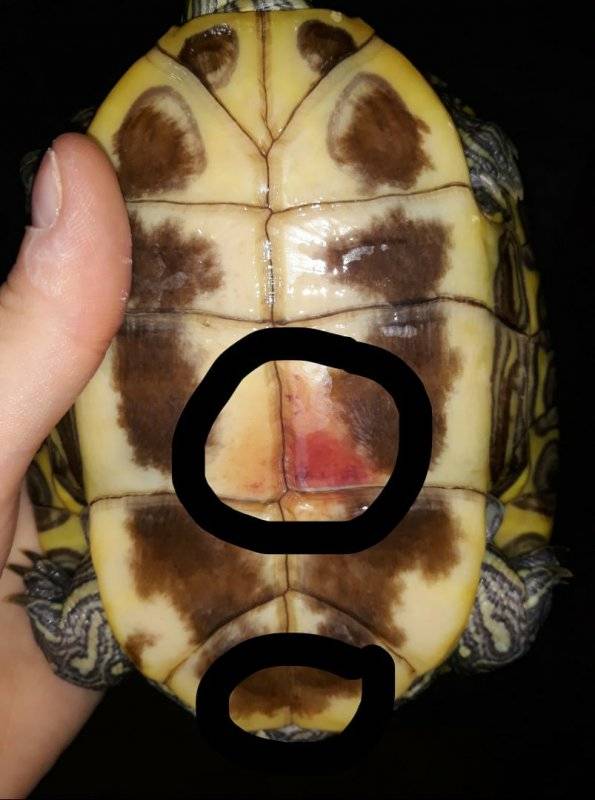 Как делать уколы черепахам