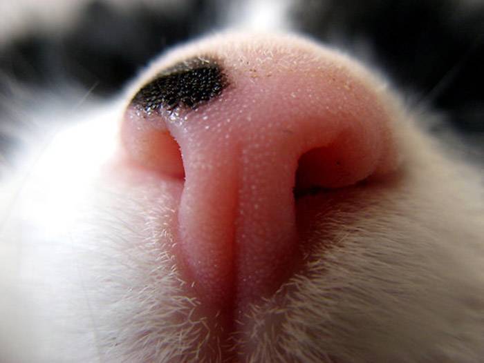 Мокрый нос у собаки: почему еще и холодный, сухой, горячий, у здоровой собаки, почему вялая и не есть