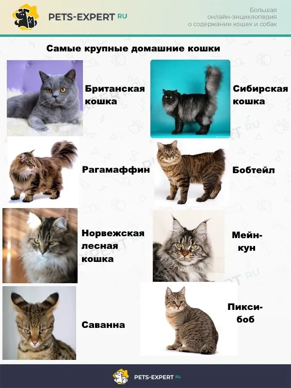 Какие самые спокойные породы кошек: названия и фото