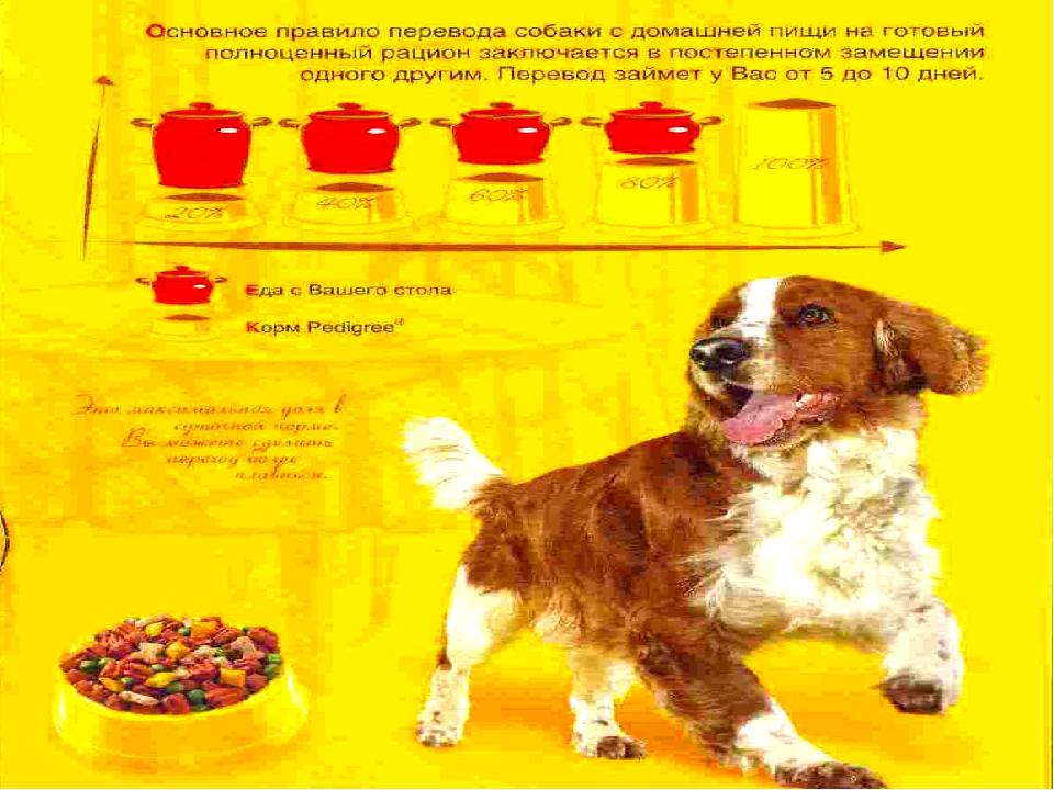 Как переводить собаку на другой корм: правила и рекомендации | звери дома