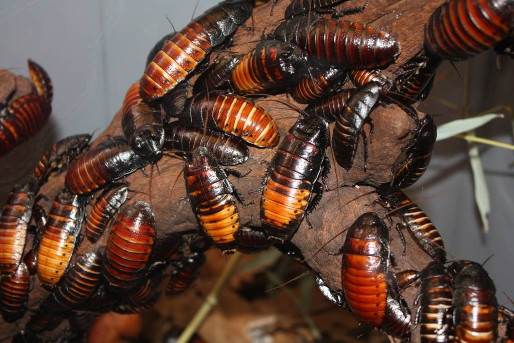 Мадагаскарский таракан — морфология, описание, особенности, жизненный цикл, чем питаются, как размножаются