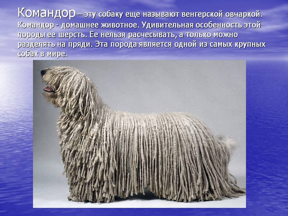 Собака с дредами название породы