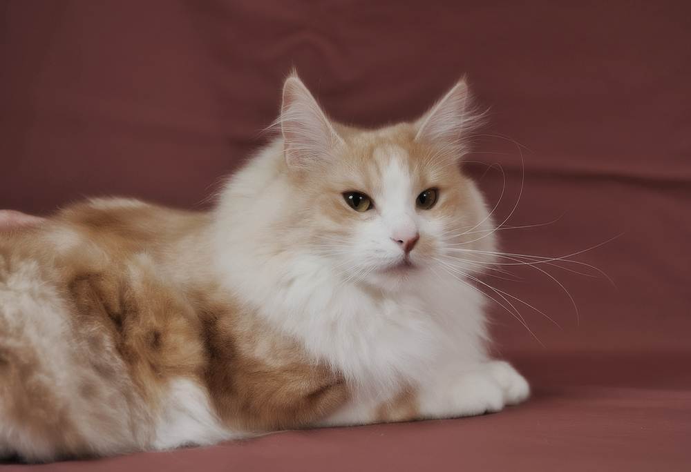 Рыжие кошки породы: фото и названия- породистые +видео от заводчиков кошек