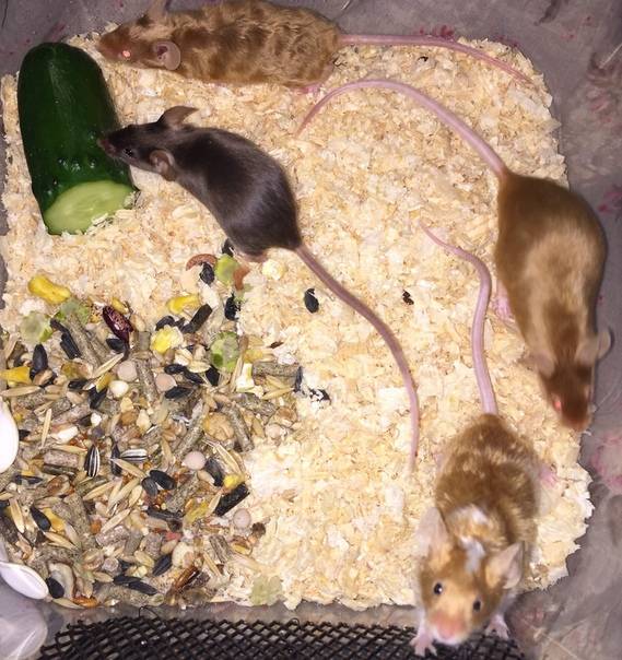 Мыши, корм для домашних питомцев и сколько они живут