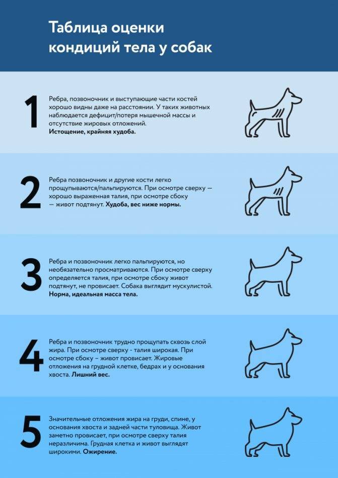 Течка у собак: этапы цикла, продолжительность и возможные осложнения