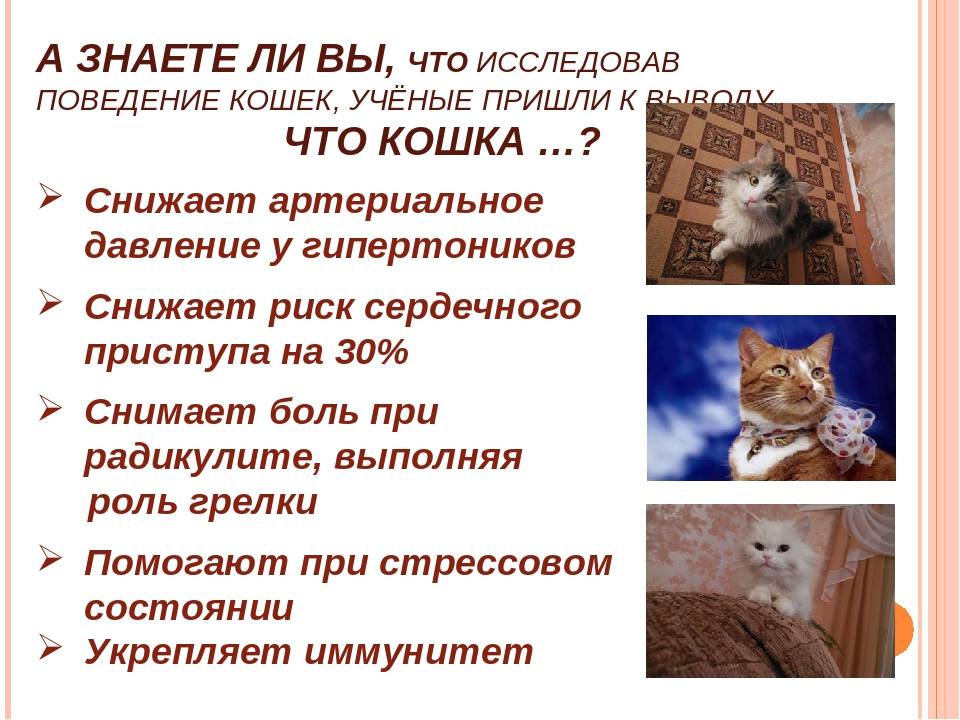 Психология и собенности поведения кошек | блог ветклиники "беланта"