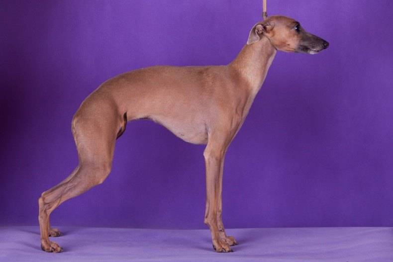 Порода собак левретка и ее характеристики с фото