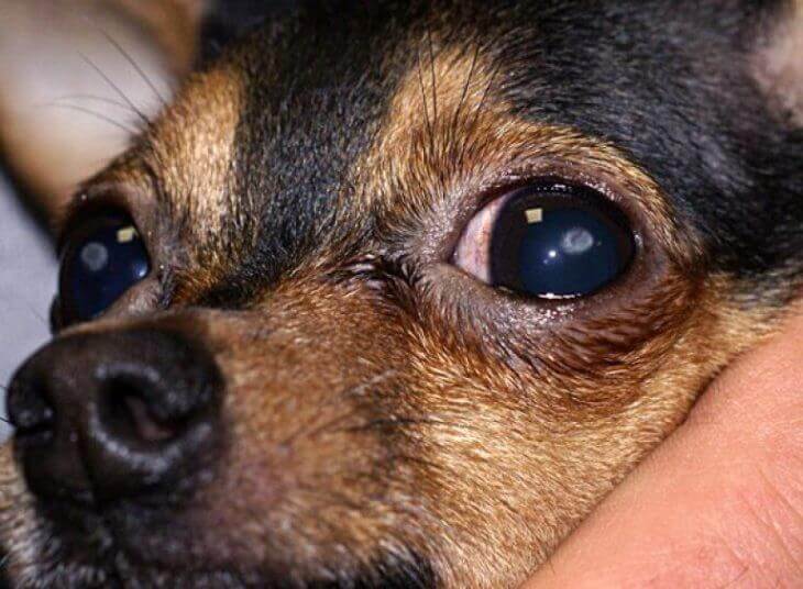 У собаки красные белки глаз: причины, профилактика, лечение | petguru