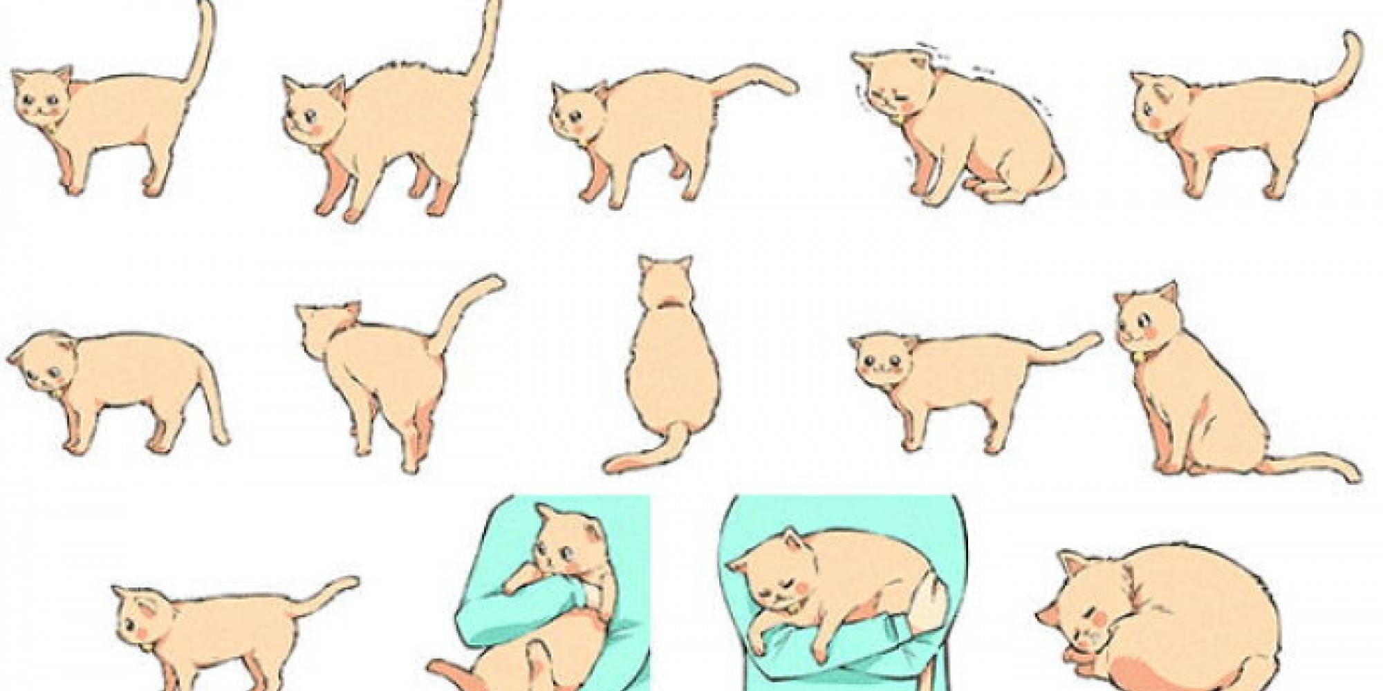Почему коты виляют хвостом