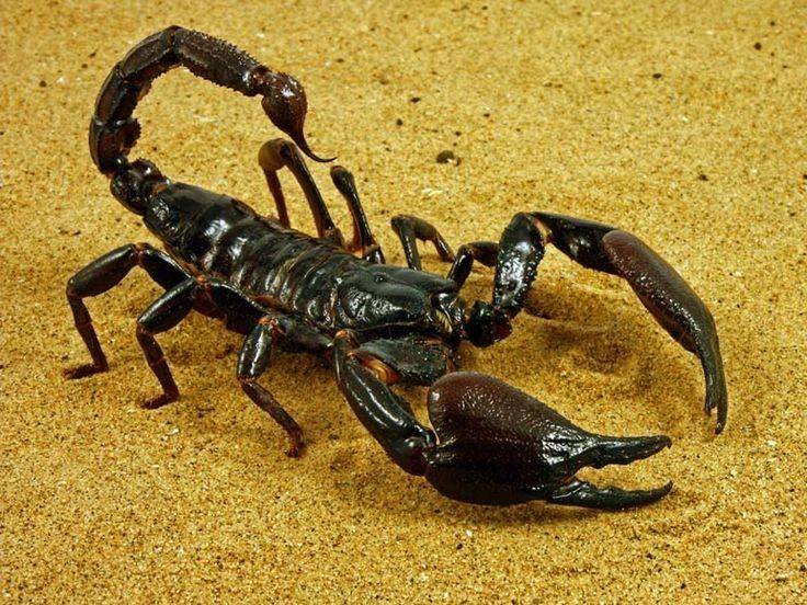 Все о скорпионе: интересные факты и особенности знака зодиака