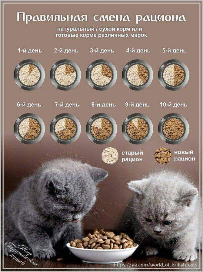 Чем можно кормить маленького котенка в 1, 1.5 месяца без кошки в домашних условиях