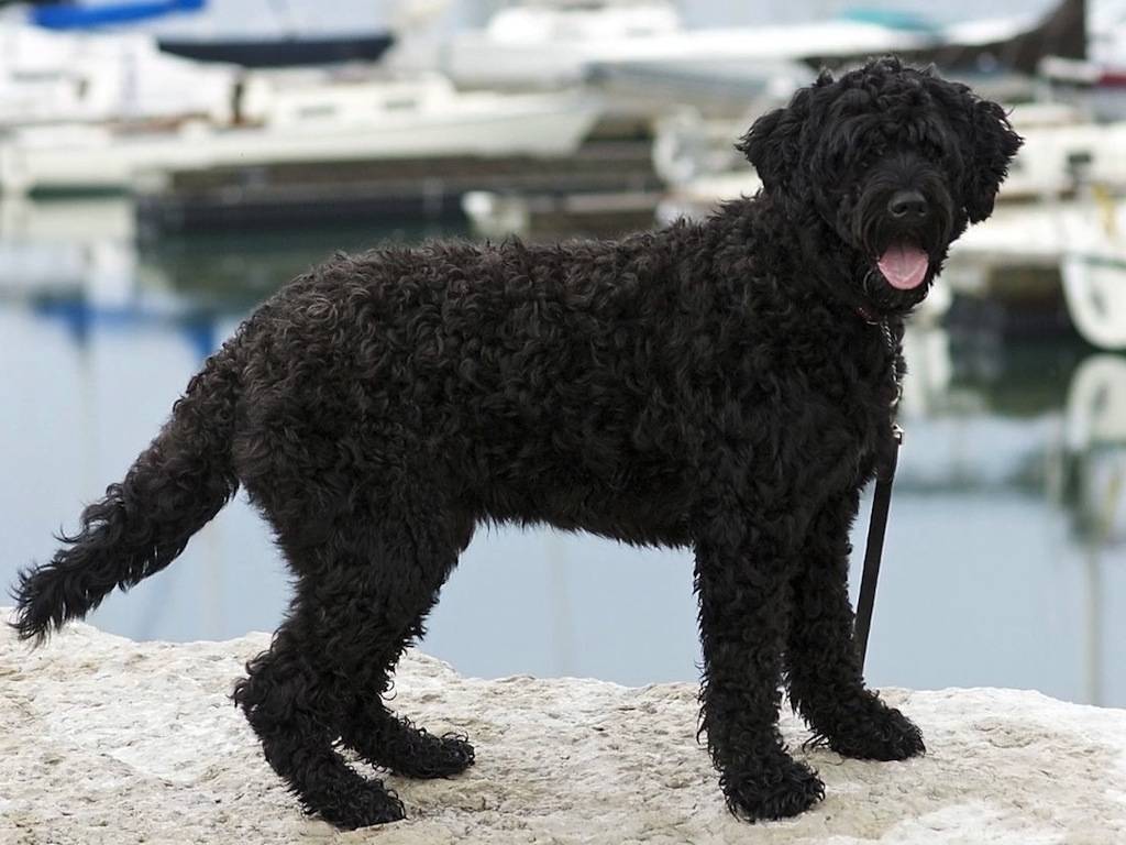 Португальская водяная собака: характеристики и правила содержания и ухода