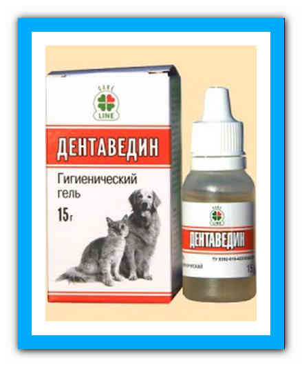 Симптоматика гингивита у кошки: способы лечения питомца от красных десен