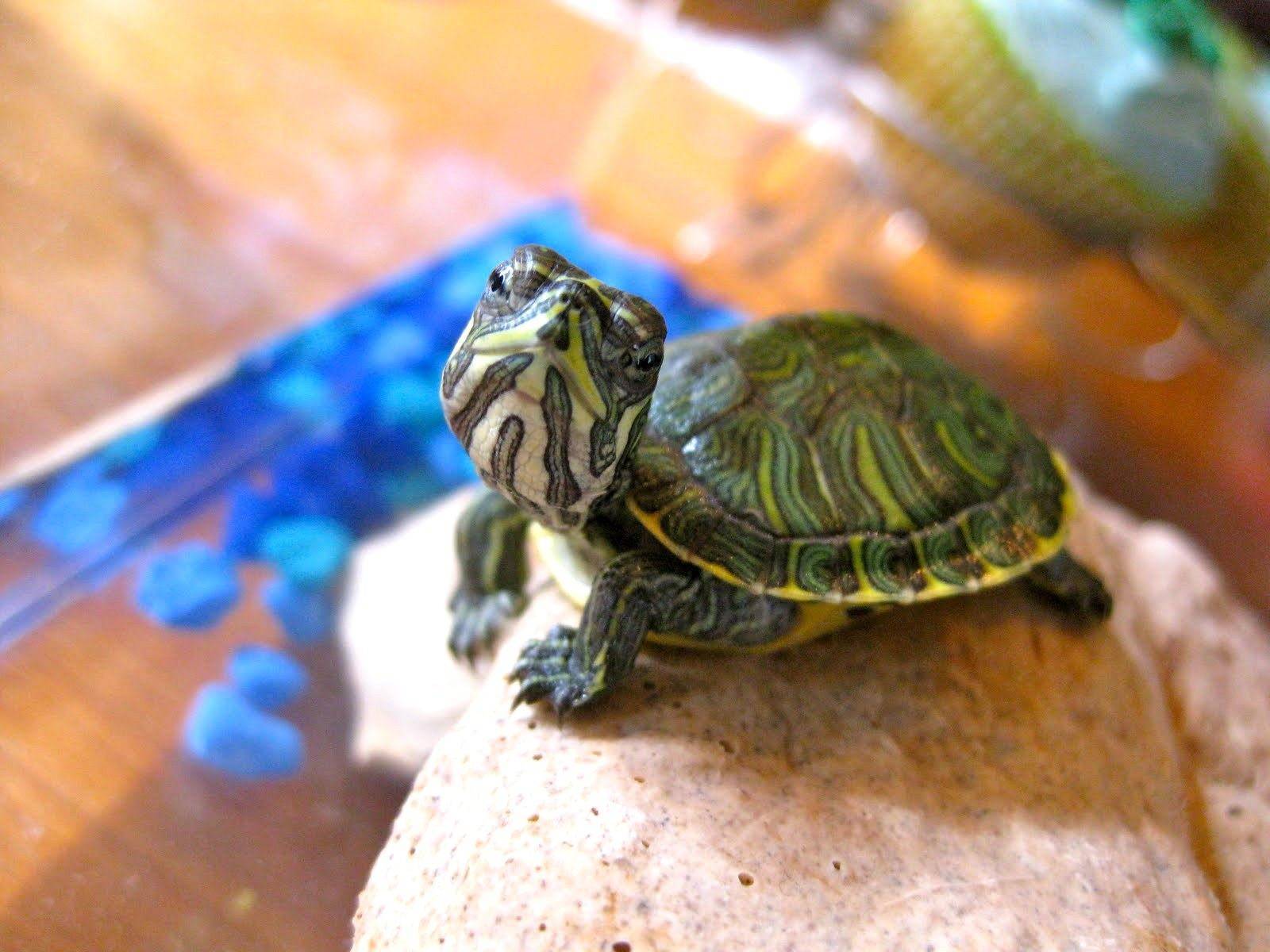 Черепахи водные домашние маленькие и содержание их в домашних условиях