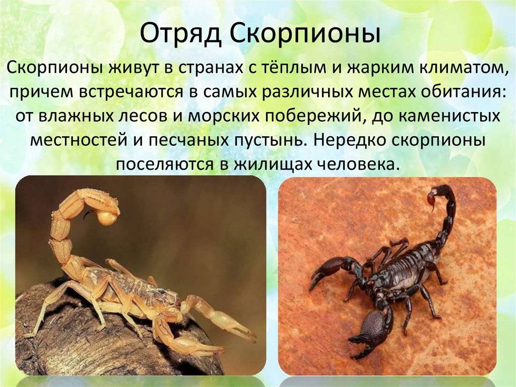 Скорпион животное. образ жизни и среда обитания скорпиона | животный мир