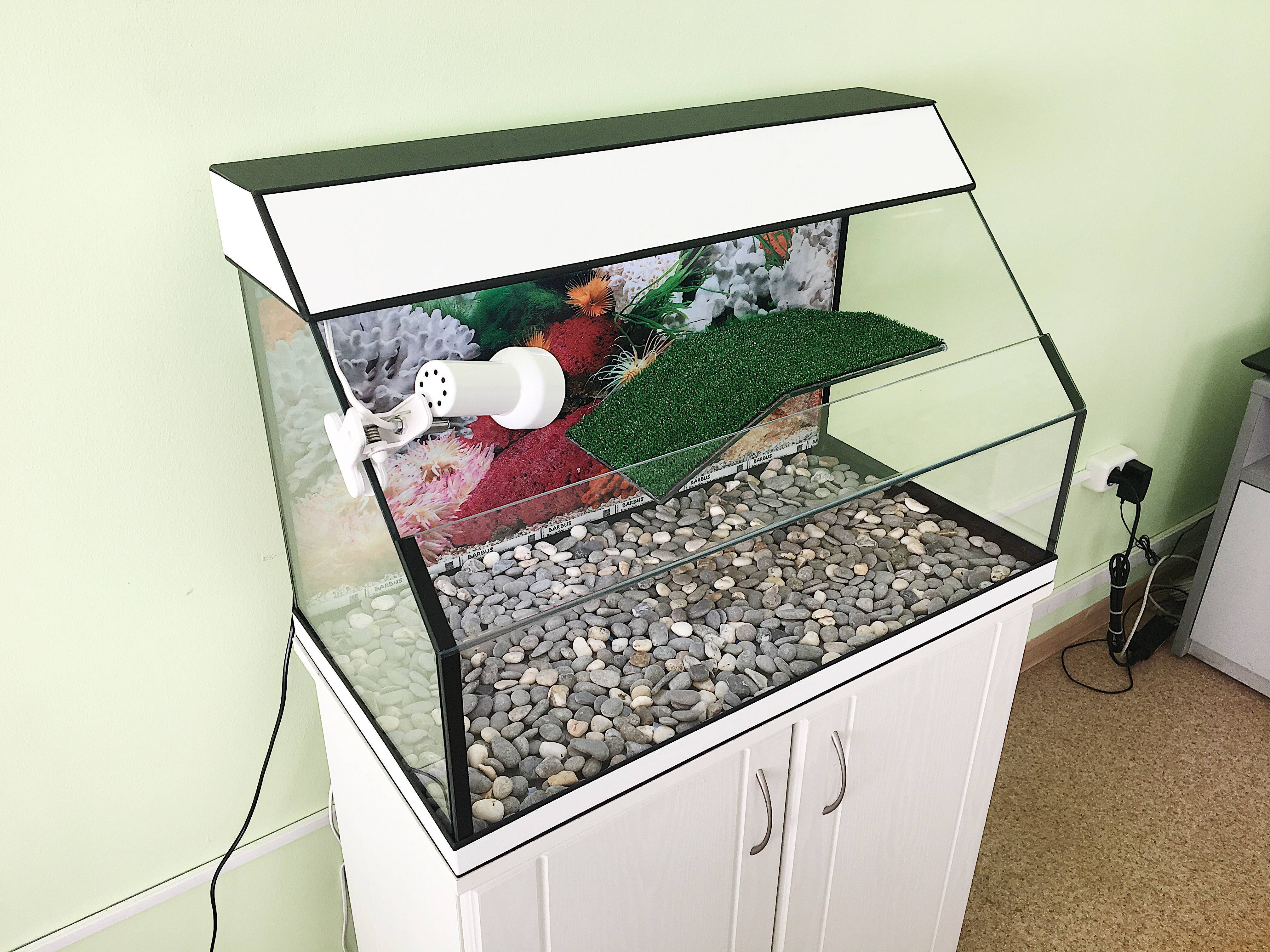 Как подготовить аквариум для черепахи: 12 шагов