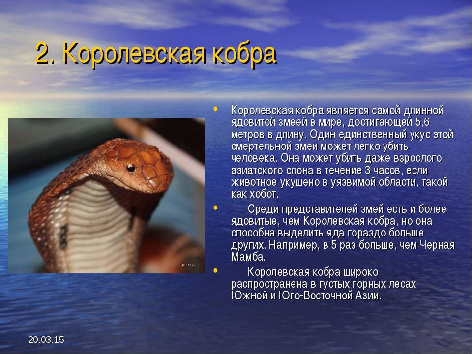 Серебрянка змея ядовитая или нет. медянка ядовитая или нет? медянка обыкновенная: описание, среда обитания