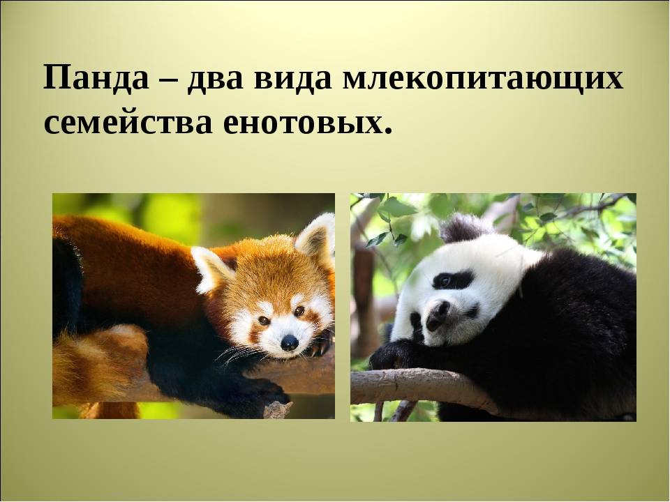 ᐉ семейство яснотковых растений: список, описание, роды и виды - roza-zanoza.ru