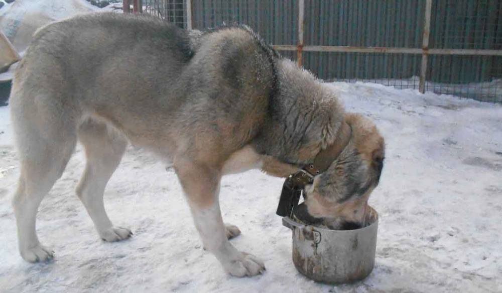 Чем кормить алабая: рацион щенков и взрослой собаки