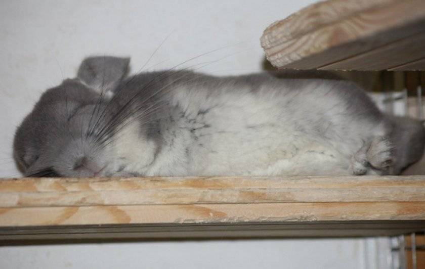 шиншилла спит. спят ли шиншиллы. сонная шиншилла. шиншилла сзади. сонная шиншилла.