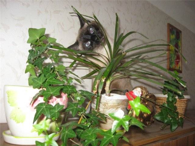 Как защитить комнатные растения от кошки? — ботаничка