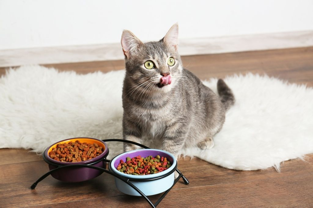 Причины, по которым коты перестают есть сухой корм