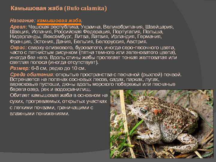 Камышовая жаба: как выглядит, где обитаем, чем питается и интересные факты (фото)