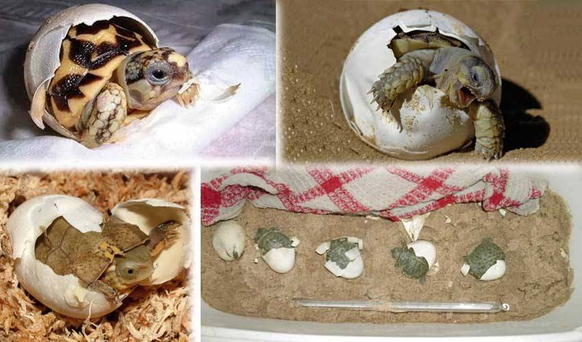 Размножение красноухих черепах в домашних условиях
