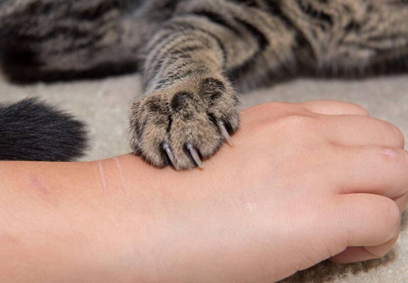 Царапины от кошки - чем опасны, лечение и возможные осложения