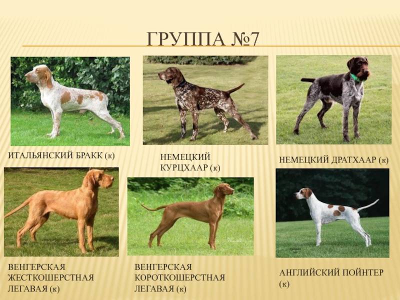 Ii. классификация по экстерьеру и использованию.. происхождение собак и их породная классификация