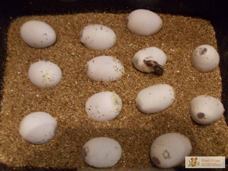 Как курица несет яйца: откуда выходит, процесс и схема