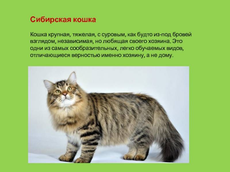 Сибирская кошка: фото, описание, окрас, характер, стандарт породы