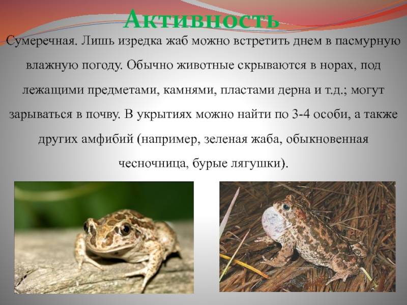 Камышовая жаба, описание, питание, содержание в неволе