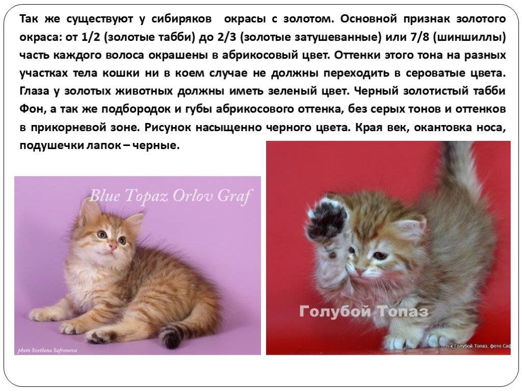 Сибирские кошки: описание породы с фото, характер животного, цены на котят