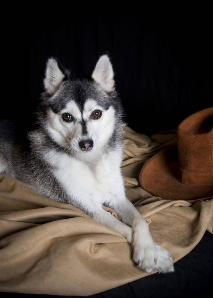 Интересно об аляскинских кли каях: особенности собак «мини хаски»