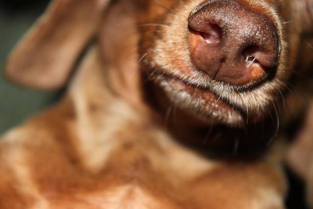 Почему у собаки появились сопли: 9 причин насморка у пса и лечение в домашних условиях