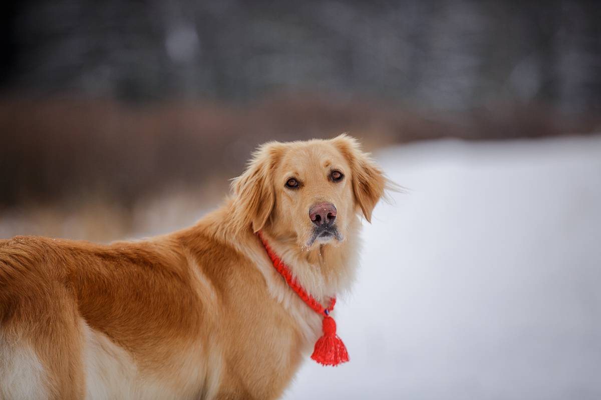 Описание породы и характера золотистый ретривер, особенности ухода за собакой