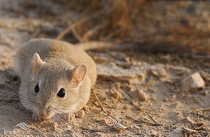 Песчанка (100 фото): ареал обитания, как выглядит, размеры, что едят, сколько живут, враги, интересные факты