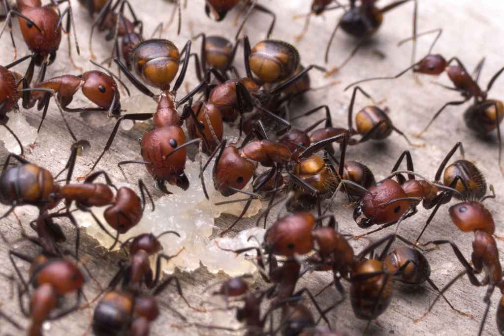 Как выбрать муравьиную ферму: выбор формикария, основные моменты