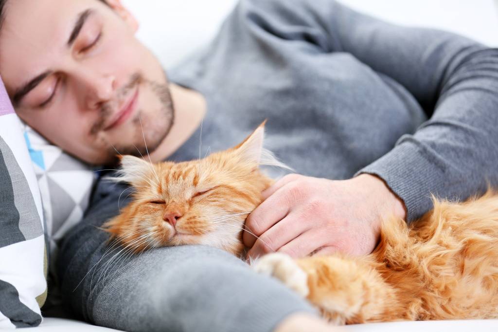 Почему кошка ложится на человека: запах, тепло