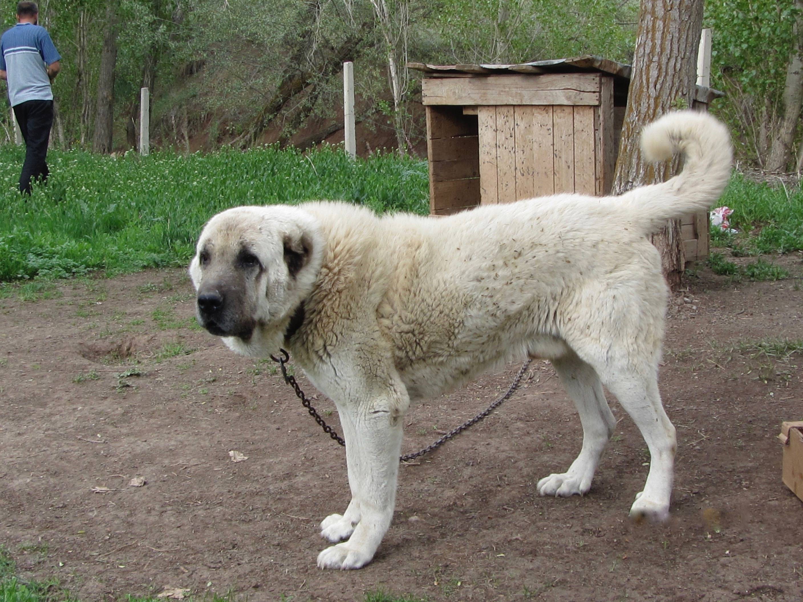 Алабай — описание породы собаки от а до я