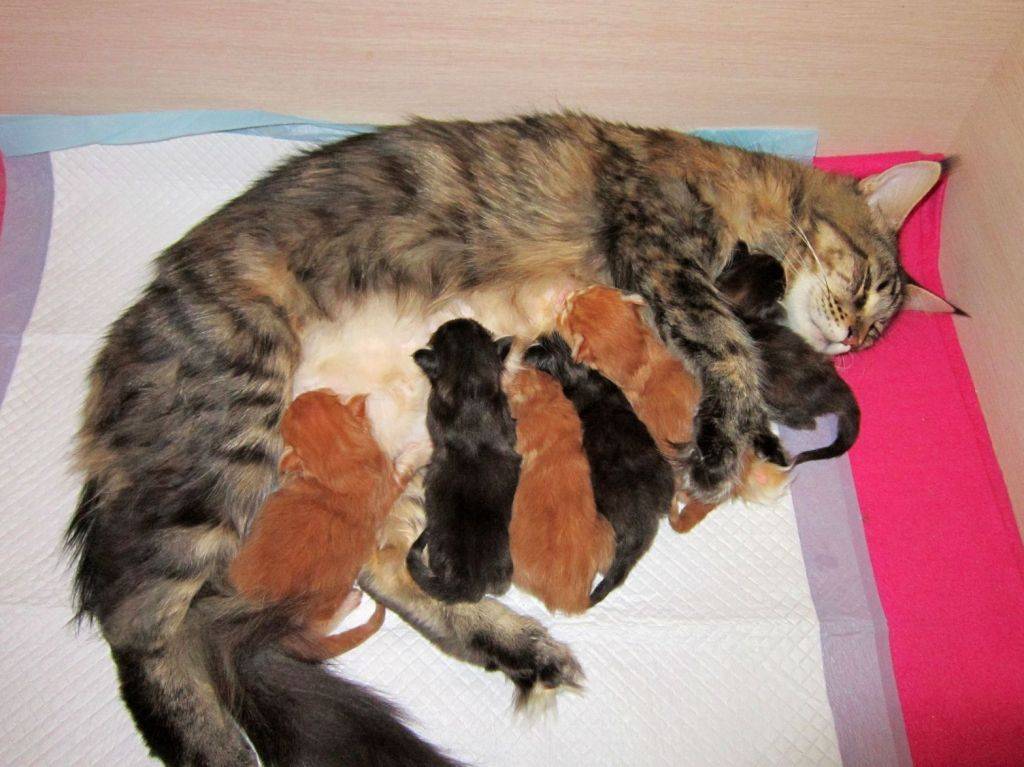 В каком возрасте кошка может забеременеть: во сколько месяцев впервые рожают