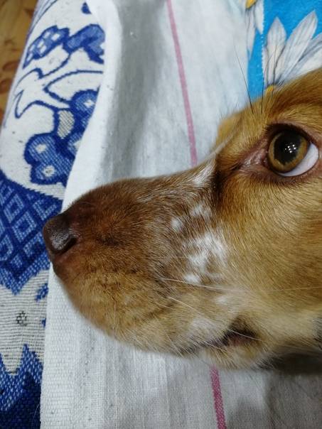 Почему собака опухла? морда, лапы, молочные железы, глаза, нос, ухо, соски, яйца