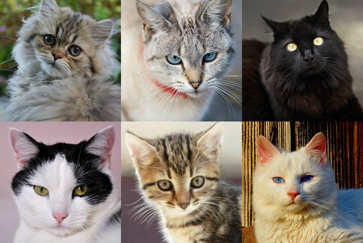 Окрасы кошек: классификация