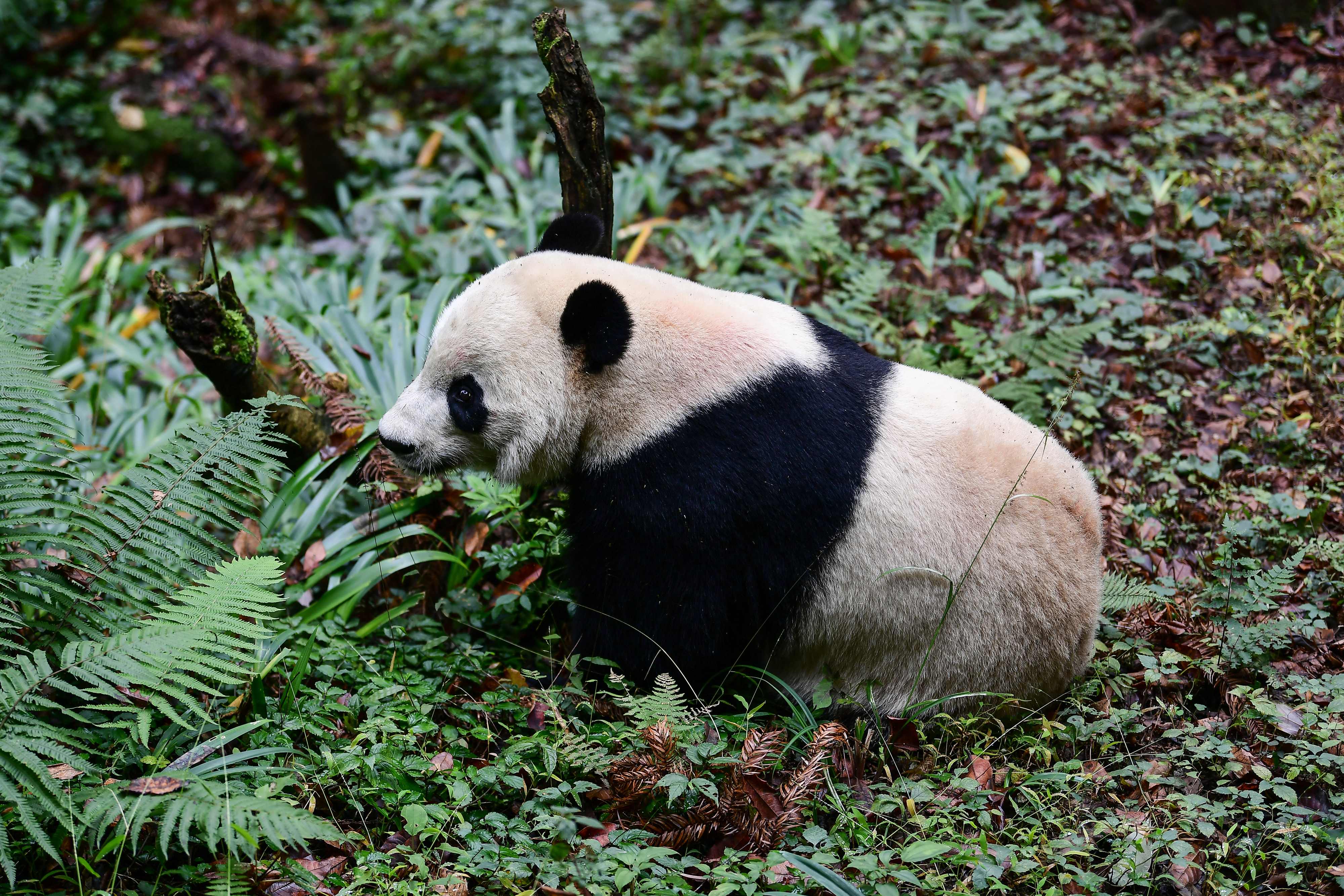 Большая панда: красивые фото животного, интересные факты, виды, окрасы
