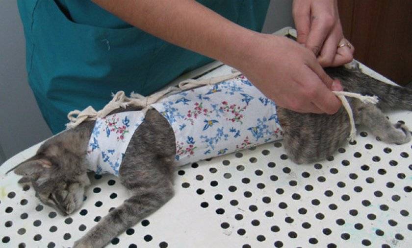 Правила завязывания попоны на кошке после хирургического вмешательства