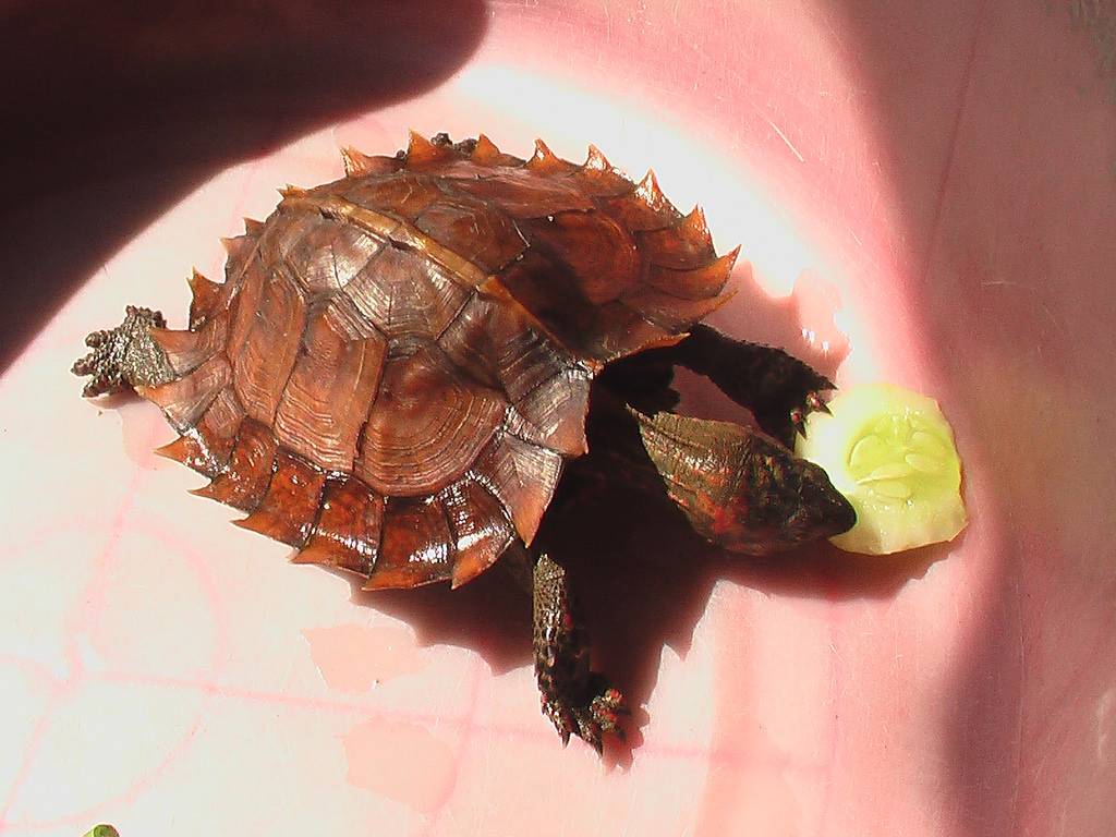 Колючая черепаха | мир животных и растений