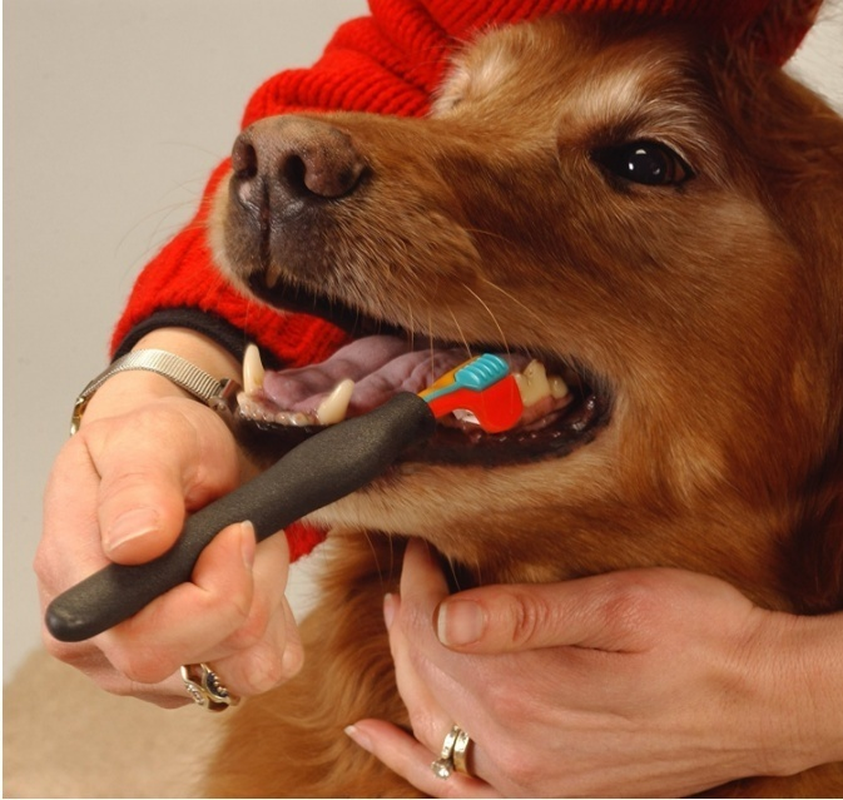 Как чистить зубы собаке в домашних условиях - можно ли использовать обычную зубную пасту, как часто это делать и как приучить животное