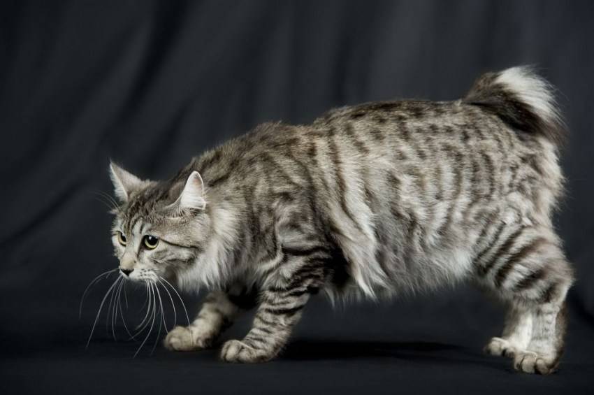 Дымчатый кот: список пород с окрасом шерсти смоук